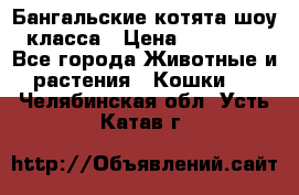 Бангальские котята шоу класса › Цена ­ 25 000 - Все города Животные и растения » Кошки   . Челябинская обл.,Усть-Катав г.